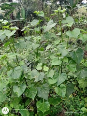 Spananthe paniculata