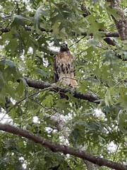 Buteo jamaicensis