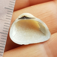 Striarca lactea