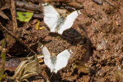 Heliopetes laviana