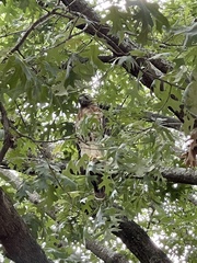 Buteo jamaicensis
