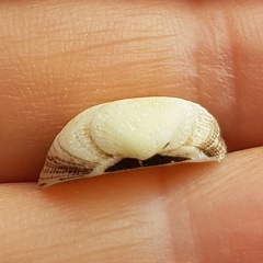 Striarca lactea