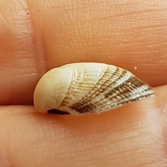 Striarca lactea