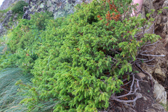 Juniperus communis hemisphaerica