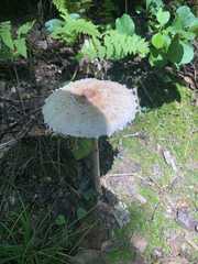 Fungi