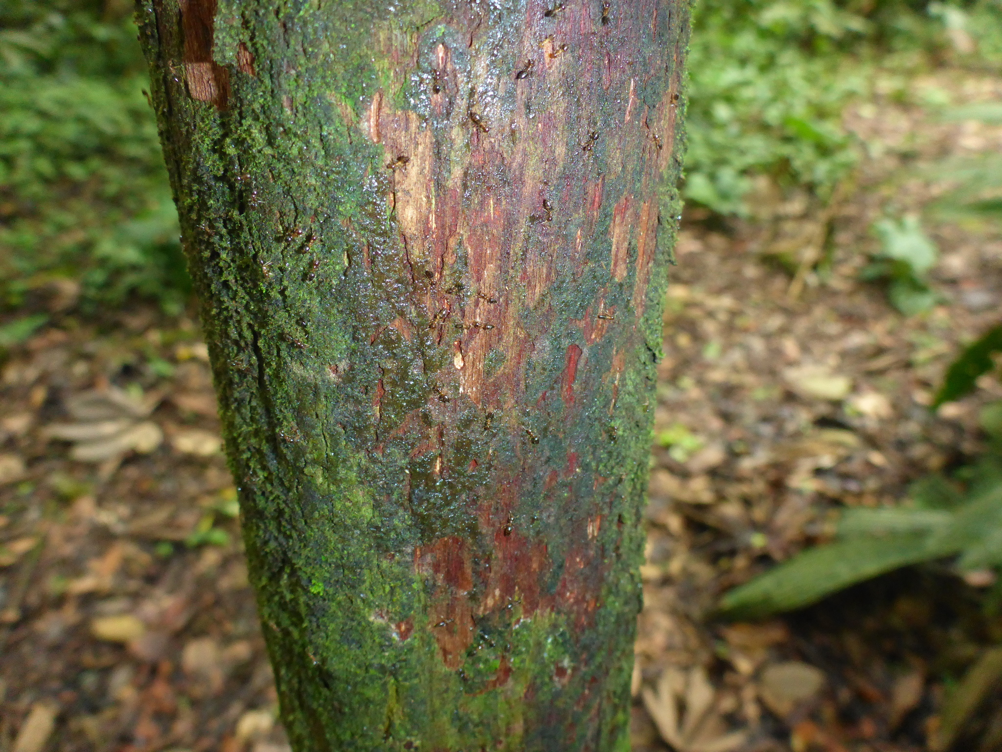 Myrmelachista schumanni