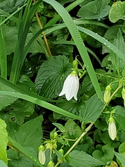 Campanula punctata