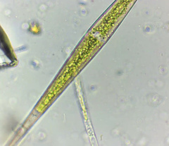 Closterium setaceum