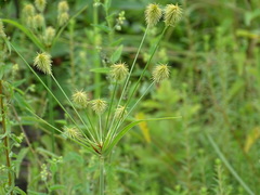 Cyperus plukenetii