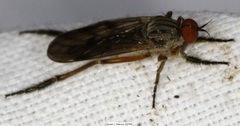 Rhamphomyia