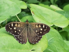 Pararge aegeria