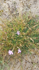 Dianthus gallicus