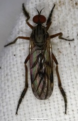Rhamphomyia
