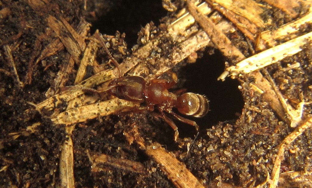 Fisheropone wroughtonii
