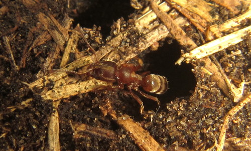 Euponera wroughtoniiEuponera wroughtonii