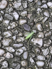 Meconema meridionale