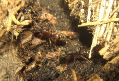 Euponera wroughtonii