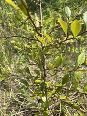 Crataegus spathulata