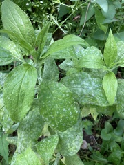 Hybanthus concolor