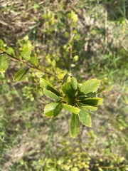 Crataegus spathulata