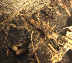 Euponera wroughtonii