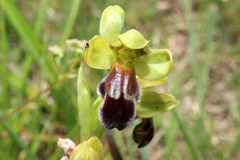 Ophrys vasconica