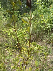 Crataegus spathulata