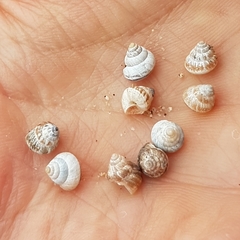 Cochlicella conoidea