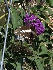 Heraclides ornythion