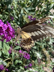 Heraclides ornythion