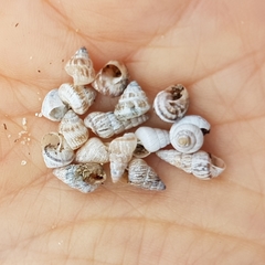 Cochlicella conoidea