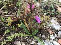 Carduus lusitanicus