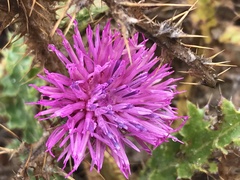Carduus lusitanicus