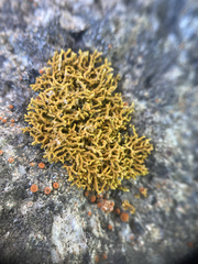 Polycauliona coralloides