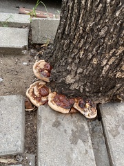 Ganoderma