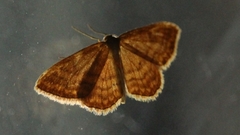 Idaea ochrata