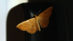 Idaea ochrata