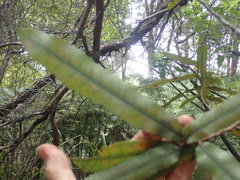 Knightia excelsa
