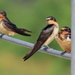 photo of Barn Swallow (Hirundo rustica)