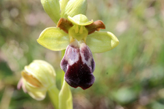 Ophrys vasconica
