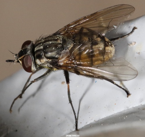 Stable Fly, photo 5 of 7