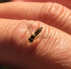 Sphaerophoria interrupta