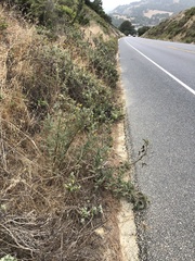 Astragalus pycnostachyus