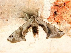 Apatelodes pudefacta