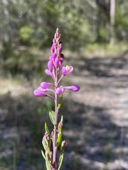 Comesperma hispidulum