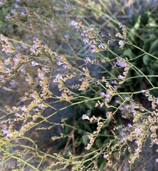 Limonium