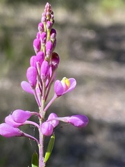 Comesperma hispidulum