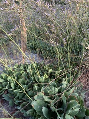Limonium