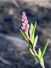 Comesperma hispidulum