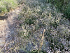 Limonium